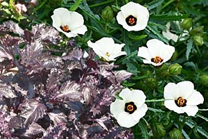 flower of the hour-purple basil combination