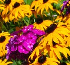 garden phlox & black eyed susan combination