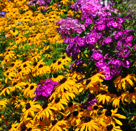 garden phlox & black eyed susan combination