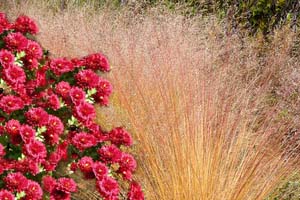 golden mum & prairie dropseed combination