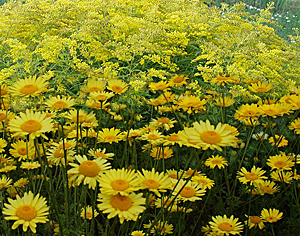 goldenrod-golden marguerite combination