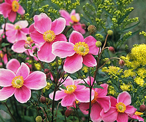 goldenrod-japanese anemone combination