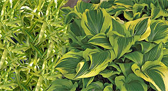 hosta-bamboo combination