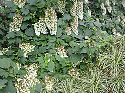 hydrangea-broadleaf sedge combination