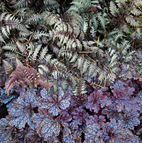 japanese painted fern & heuchera combination