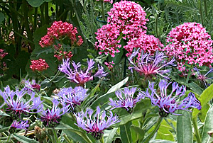 jupiters beard-cornflower combination