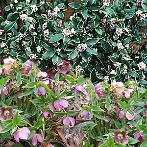 lenten rose-daphne combination