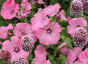 mallow-allium combination