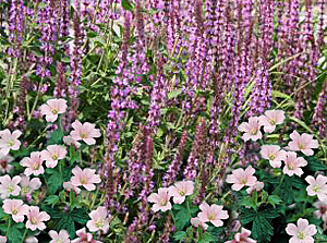 meadow sage-cranesbill combination