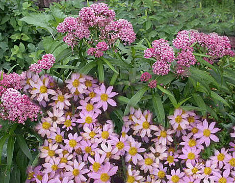 milkweed-tickseed combination