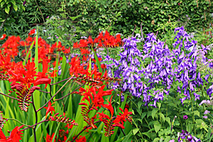 milky bellflower-crocosmia combination