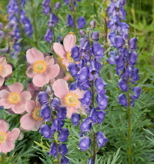 monkshood & japanese anomone combination