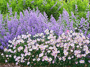 nepeta faassenii & pink evening primrose combination