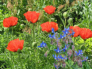 oriental potty & borage combination