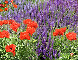 poppy-salvia combination