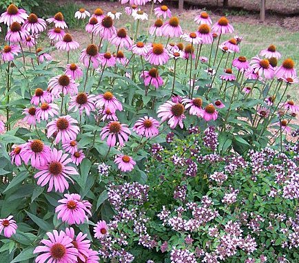 purple coneflower & ornamental oregano combination