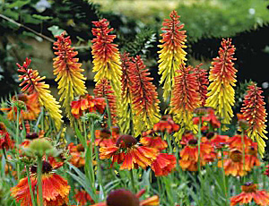 red hot poker-sneezeweed combination