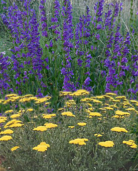 rocky mt beard tongue-yarrow combination