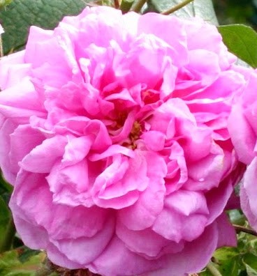 rose Ispahan