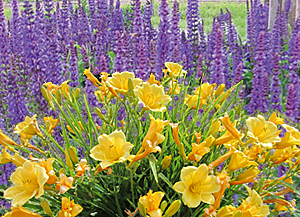 salvia may night & daylily stella doro combination