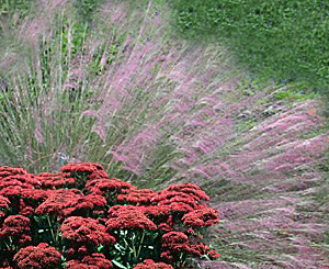 sedum autumn joy & purple muhly grass combination
