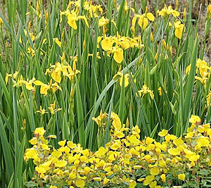 sundrops & yellow flag iris combination