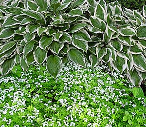 sweet woodruff-hosta combination