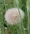 tragpogon cubius seedheads