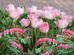 tulip-common bleeding heart combination