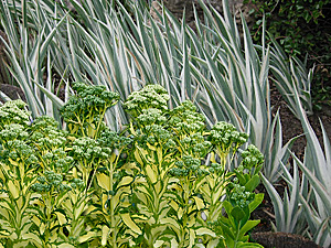 variegated stonecrop-variegated iris combination