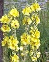 verbascum_phlomoides 3