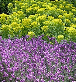 wallflower-marsh spurge combination