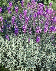 white sage-wallflower combination