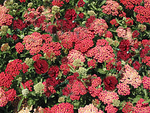 yarrow-dianthus combination