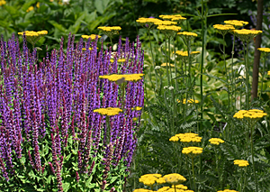 yarrow-salvia combination