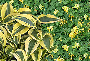 yellow fumitory-hosta