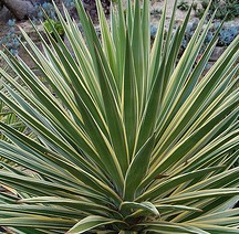 yucca-filamentosa-color-guard