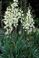 yucca_filamentosa