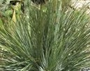 yucca_glauca