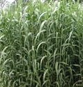 Arundo_donax