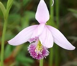 Pogonia_ophioglossoides_Wikipedia