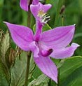 calopogon-tuberosa-1