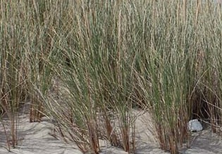 Ammophila arenaria 2