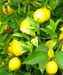 lemon-Meyers 2