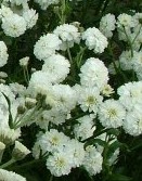 Achillea ptarmica The Pesarl 2