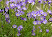 Polemonium_pulcherrimum 2