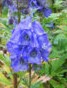 Aconitum carmichaelii Barkers Variety