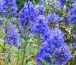 Aconitum carmichaelii Barkers Variety