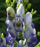 Aconitum_x_cammarum_'Bicolor'