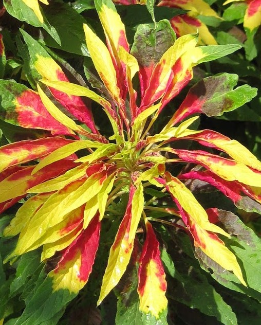 Amaranthus tricolor